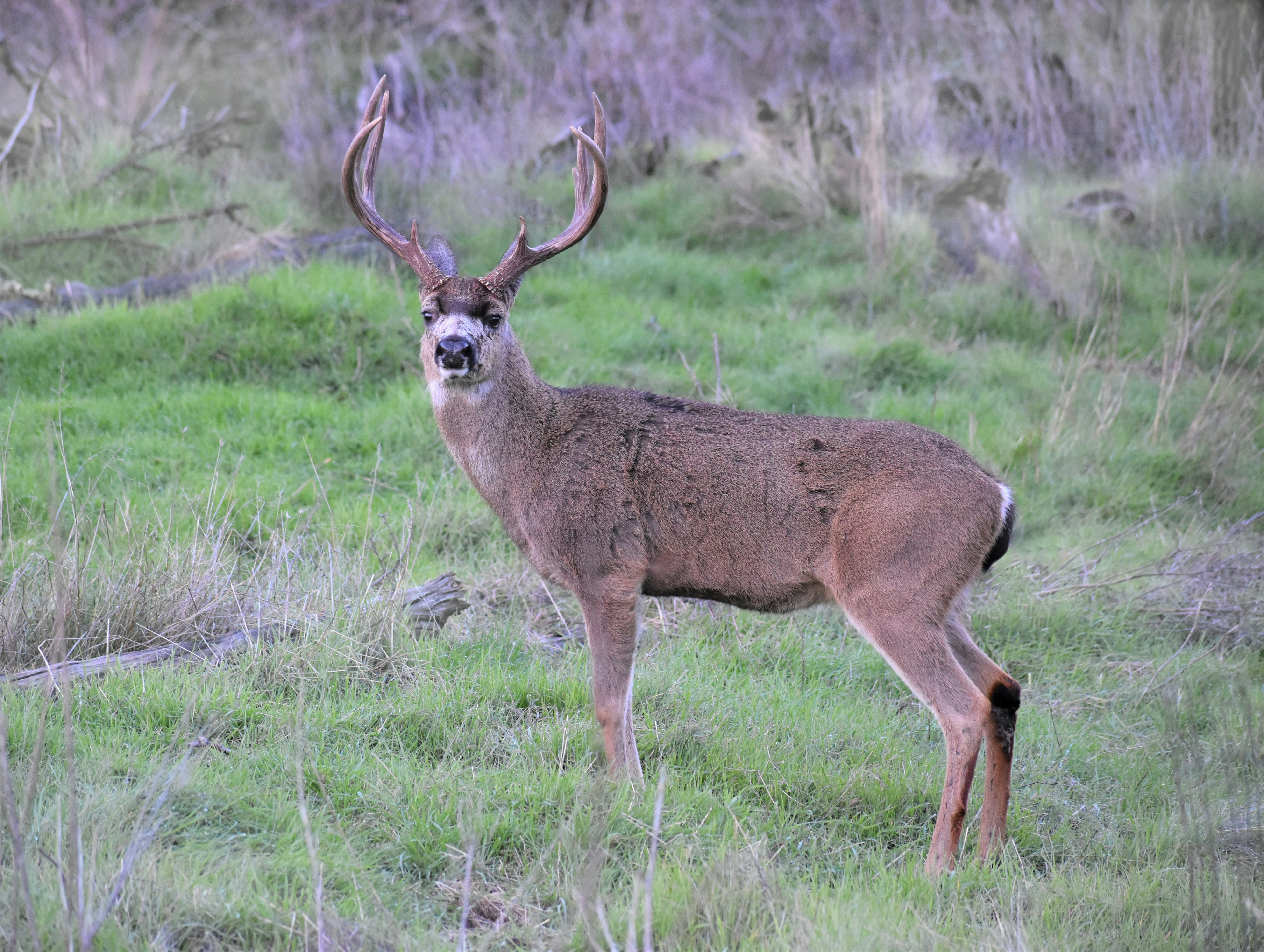grátis Foto profissional grátis de animais selvagens, animal, animal de caça Foto profissional