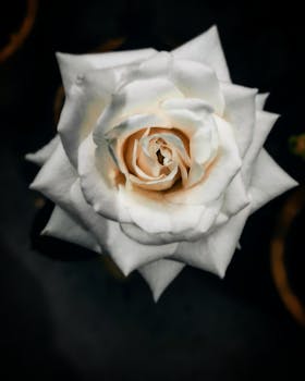 Stunning close-up of a blooming white rose captured from above.