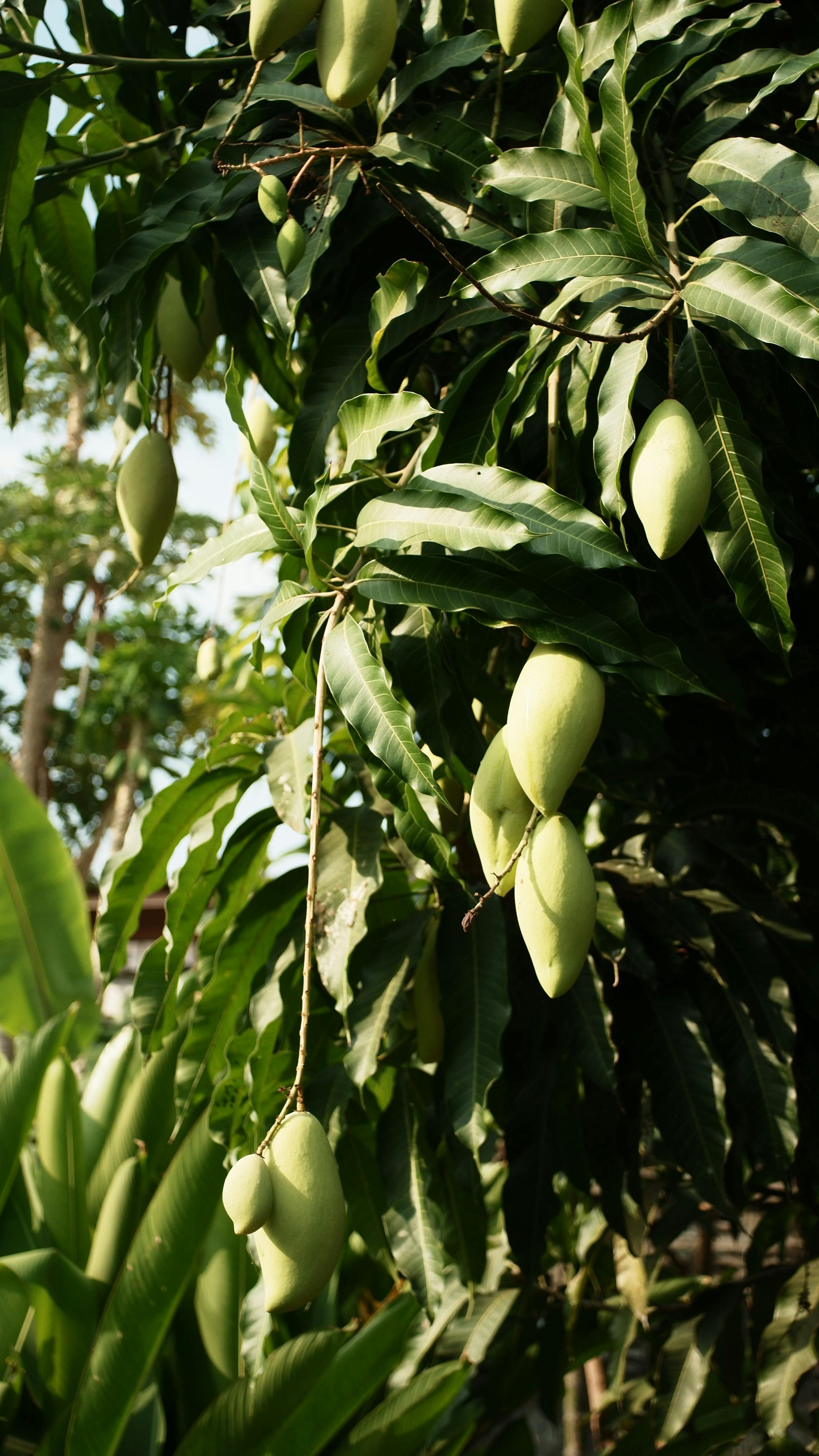 mango tree wallpaper