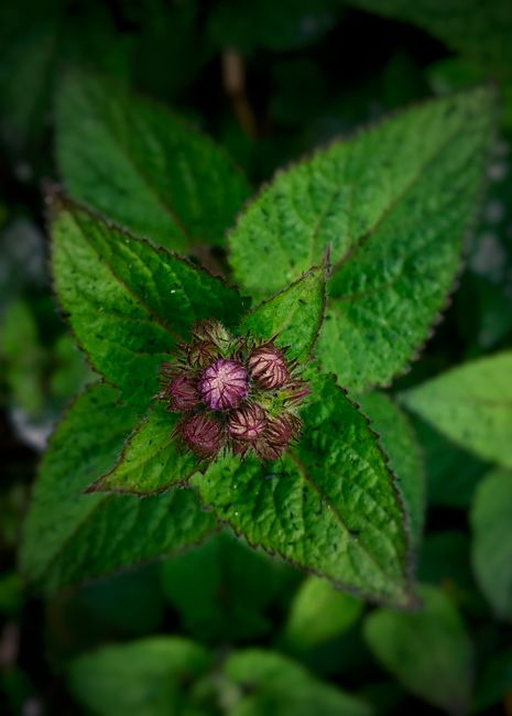 Fotomural Acercamiento vibrante de una planta verde con brotes emergentes en Jhabiran, India.