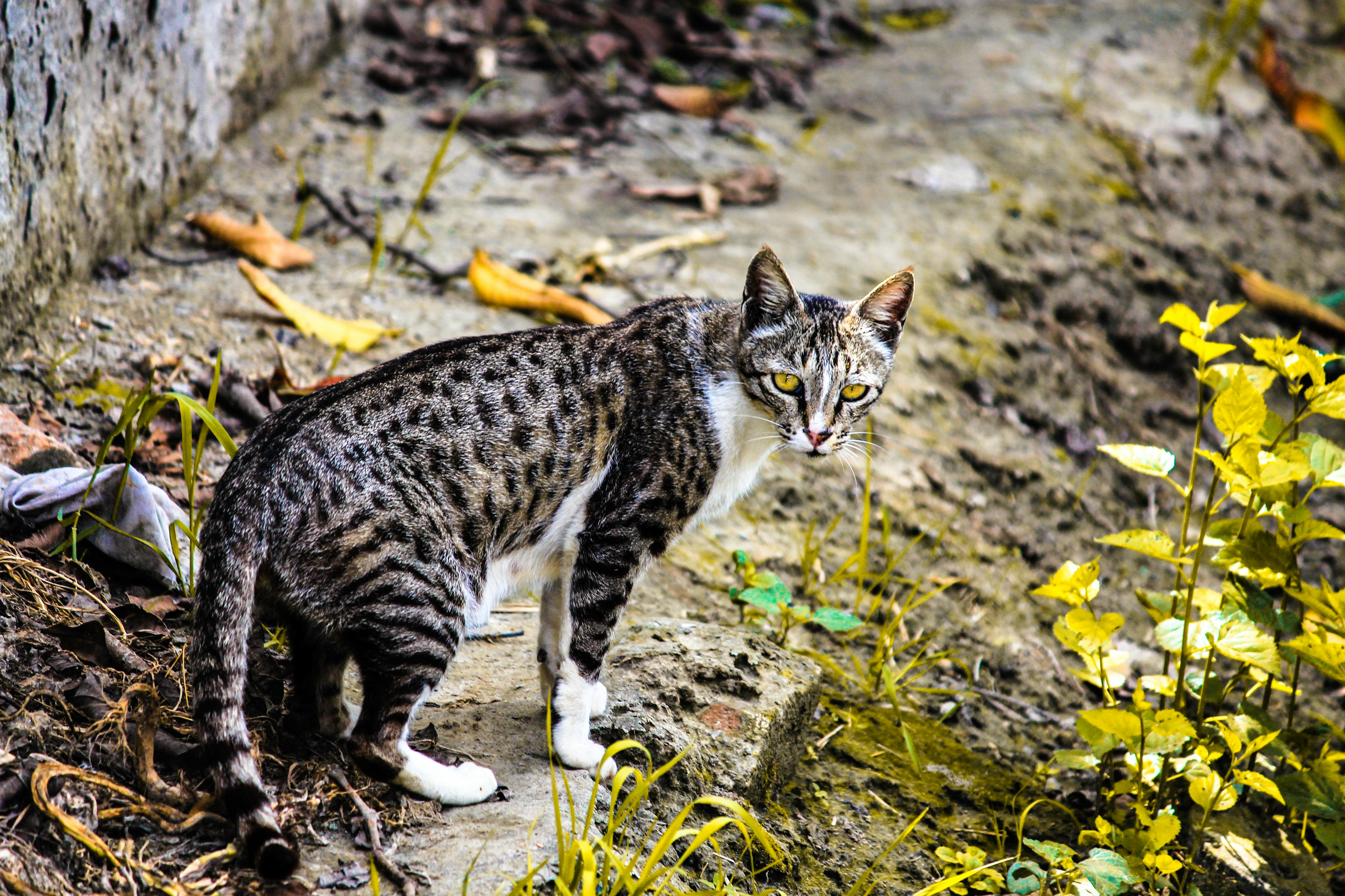 Meow hi-res stock photography and images - Alamy