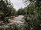 一条宁静的河流流过茂密的森林，前景是松树枝，构成了一幅宁静的自然景象