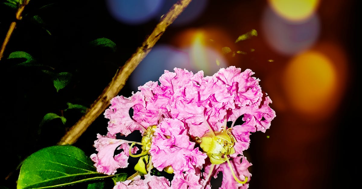 Free stock photo of artificial flowers