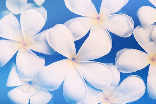 Fotografía Con Lente Inclinada De Flores Blancas