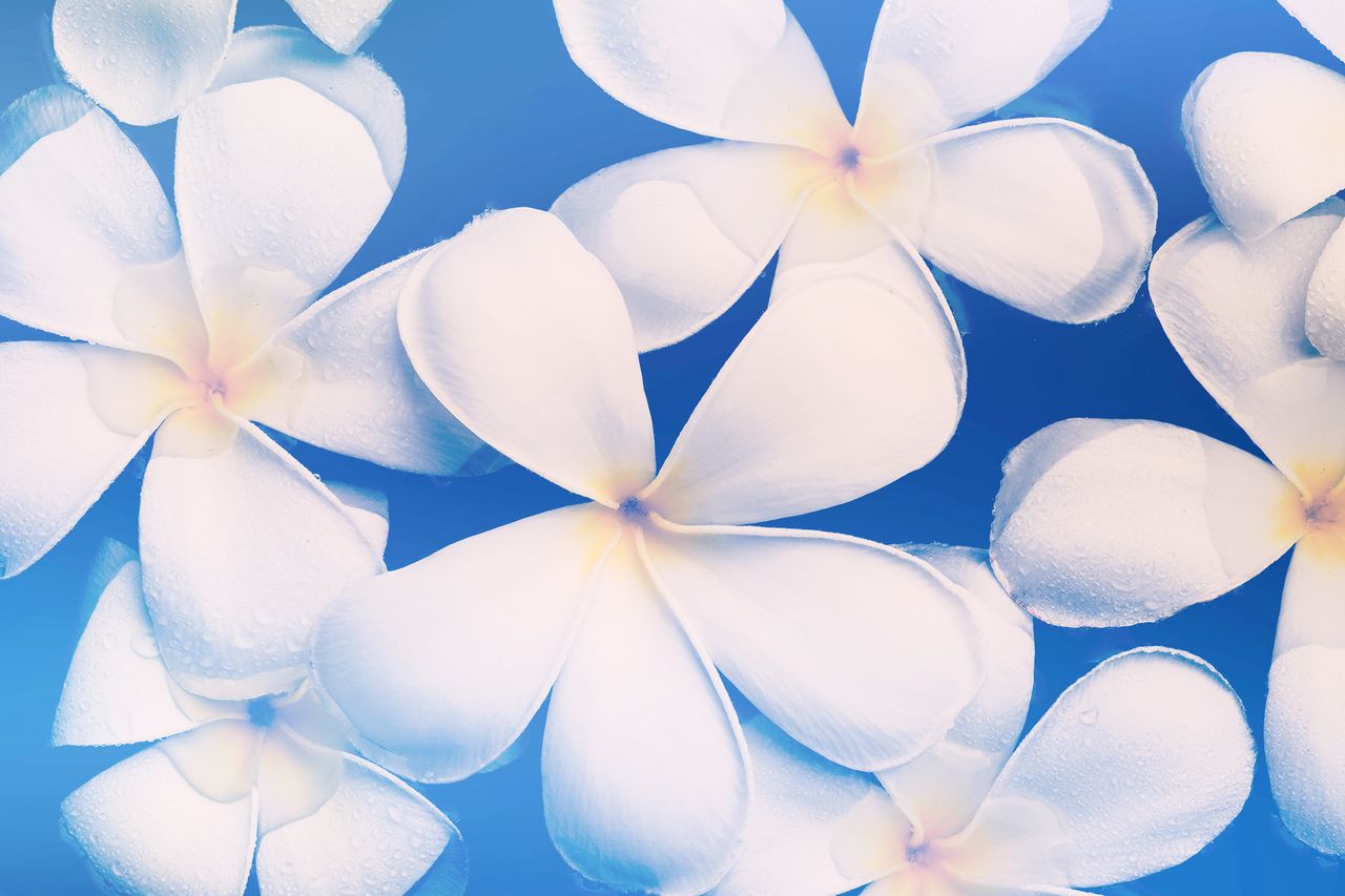 beautiful white plumeria flowers with dewdrops create a serene pattern