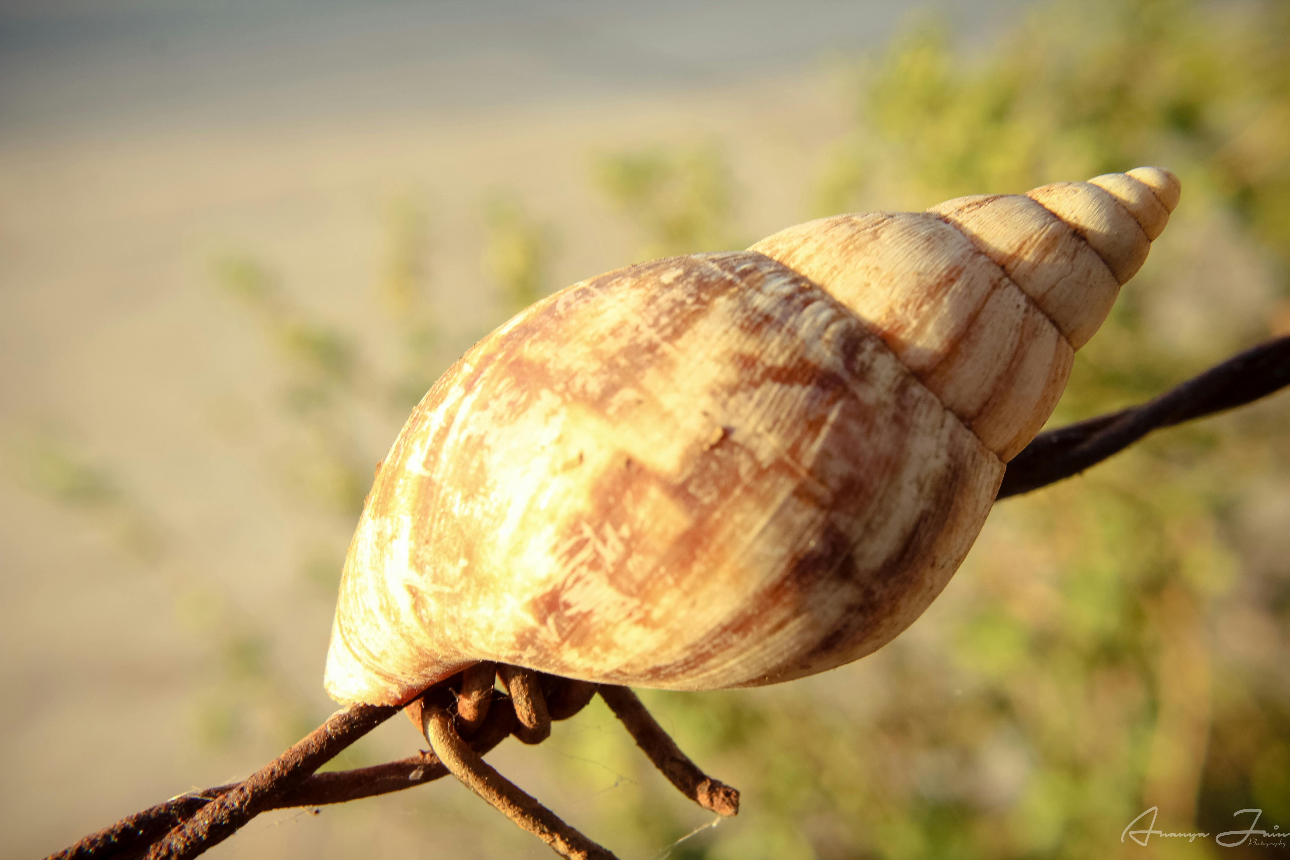 Free stock photo of green, mother nature, mothernature