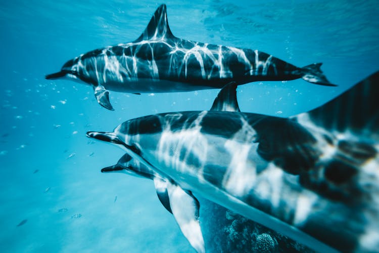 Close-Up Photo Of Three Dolphins Swimming Underwater