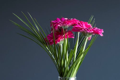 無料 ガーベラ, ピンクの花, ブーケの無料の写真素材 写真素材