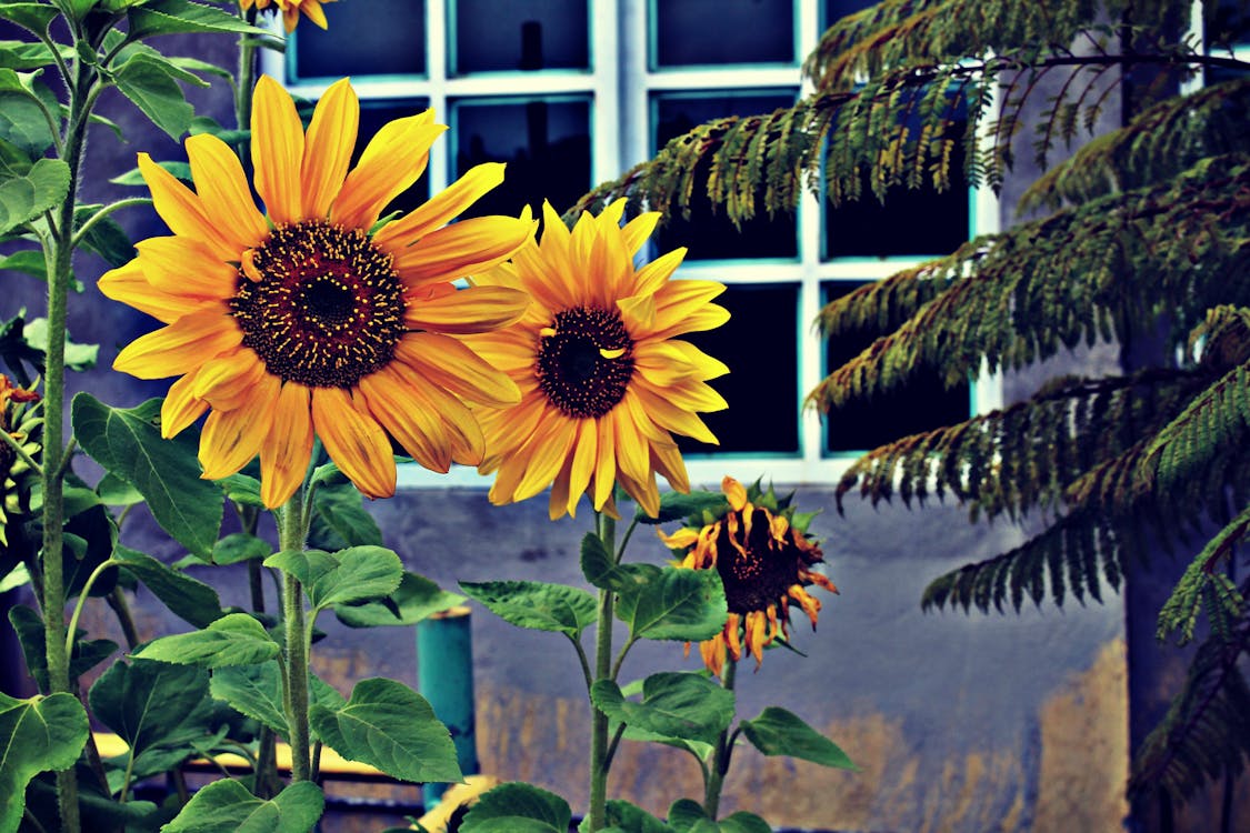 Free Photo of Three Sunflowers Near Window Stock Photo