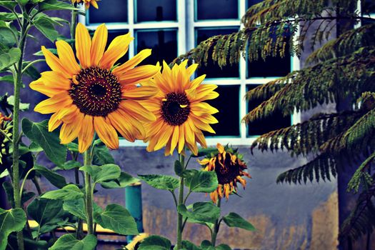 Bright yellow sunflowers blooming in a garden with a window backdrop in Mexico City.