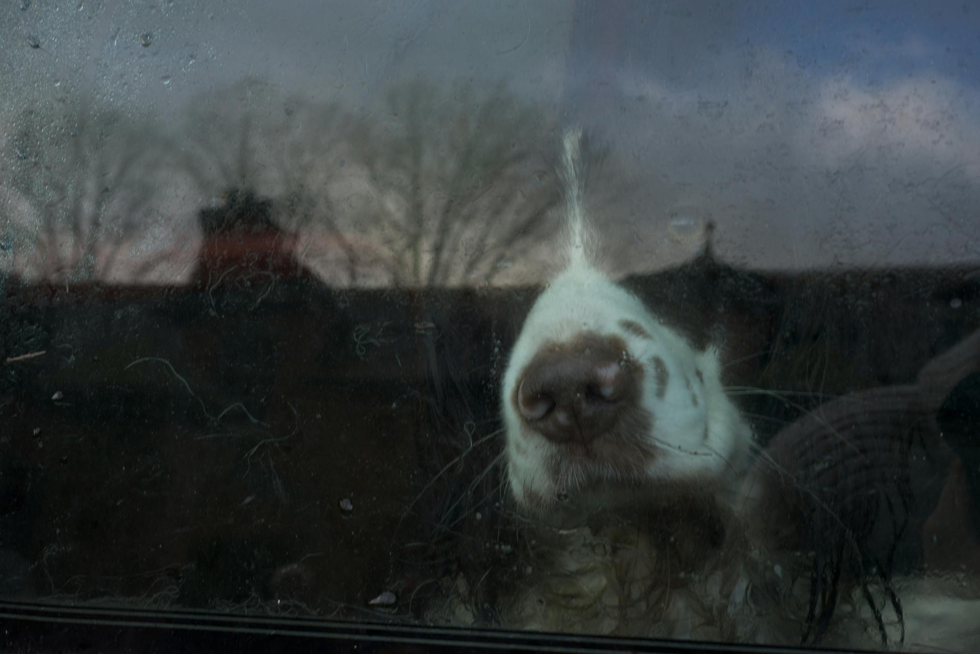 A Dog Looking Through the Window