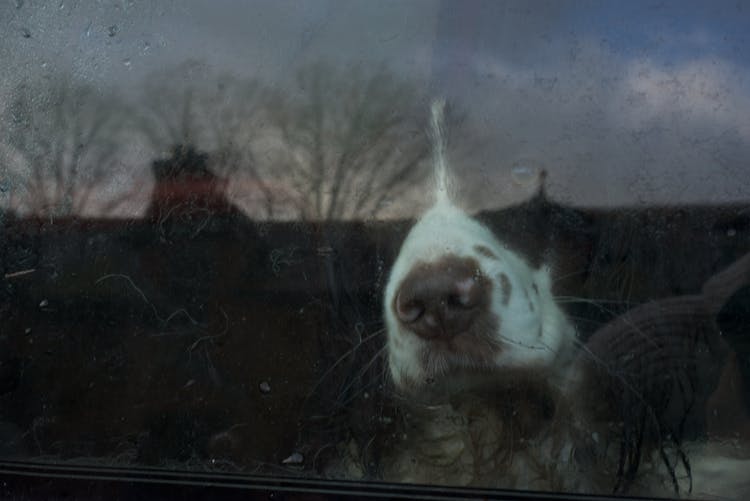 A Dog Looking Through The Window