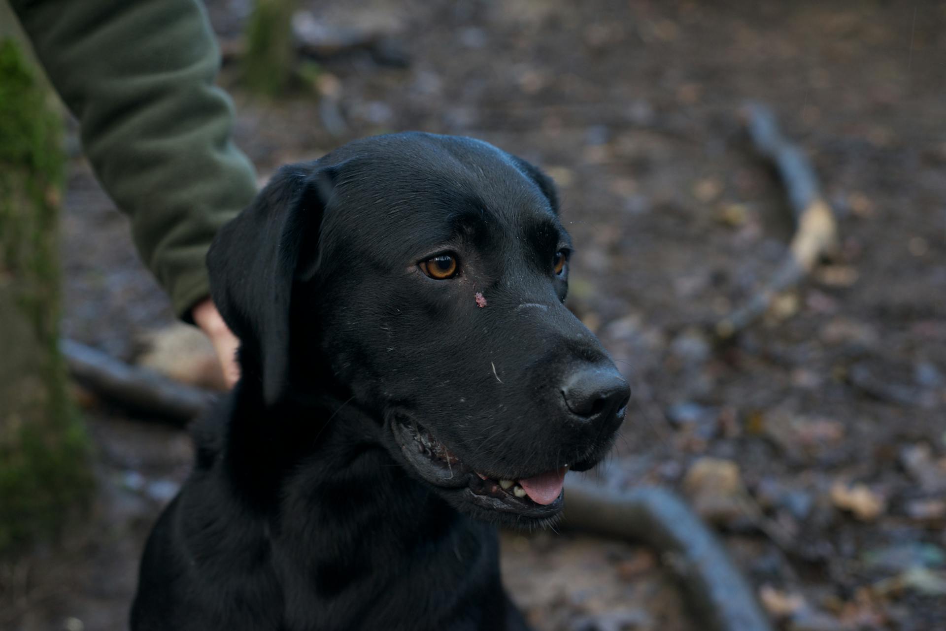 Une photo sélective d'un Labrador noir mignon