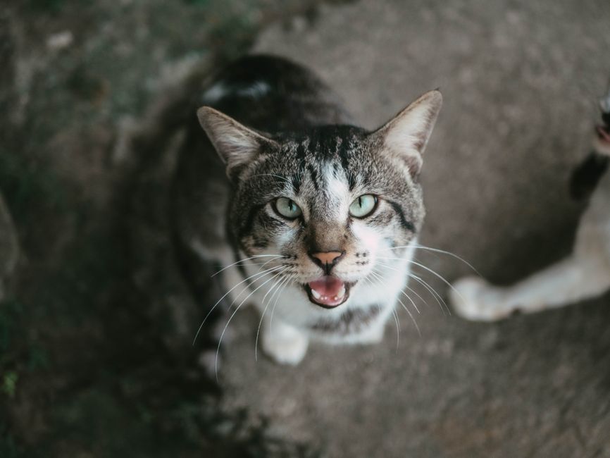 Charming tabby cat's close-up with expressive whiskers looking upwards outdoors.