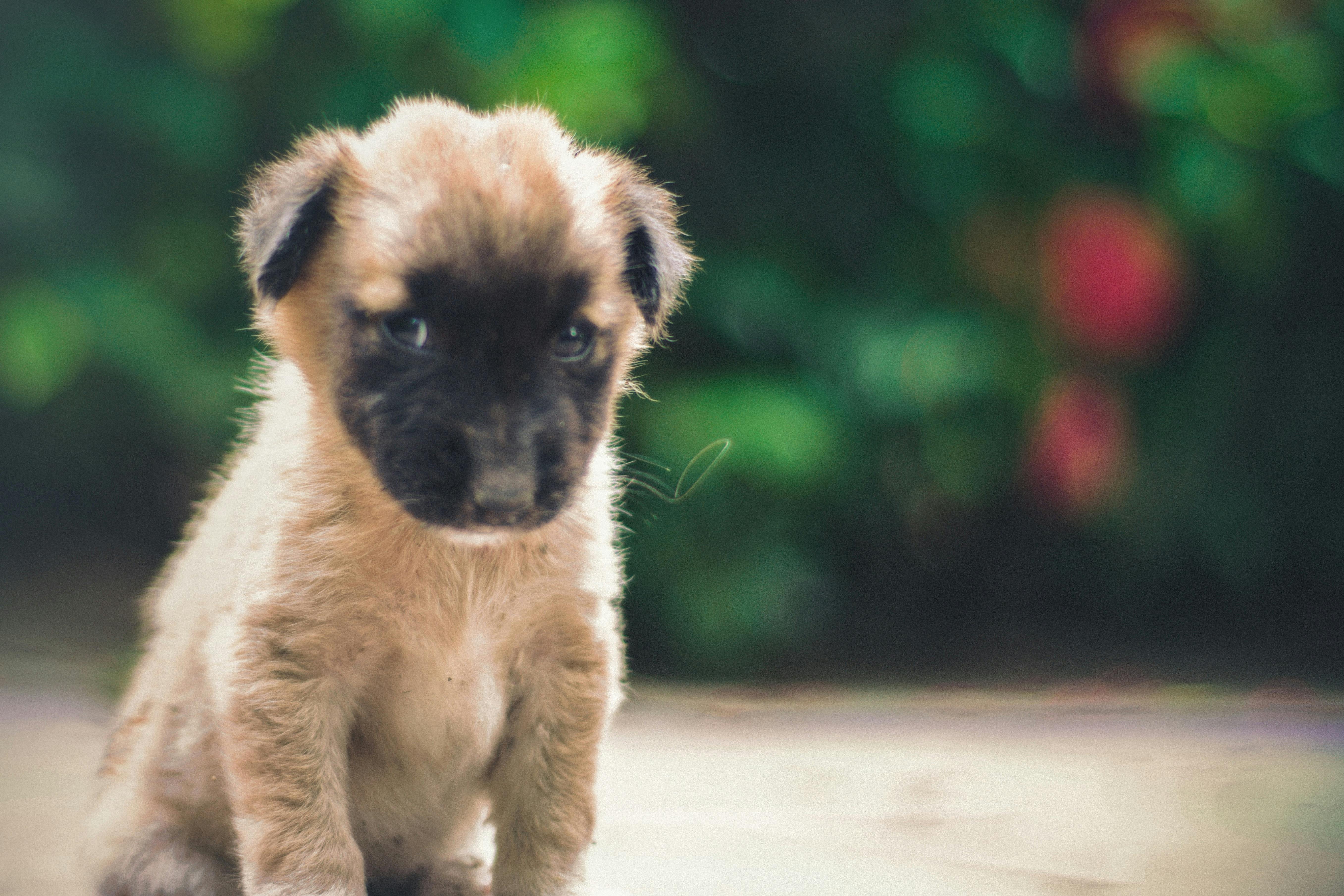 Free stock photo of animals, brown, close-up