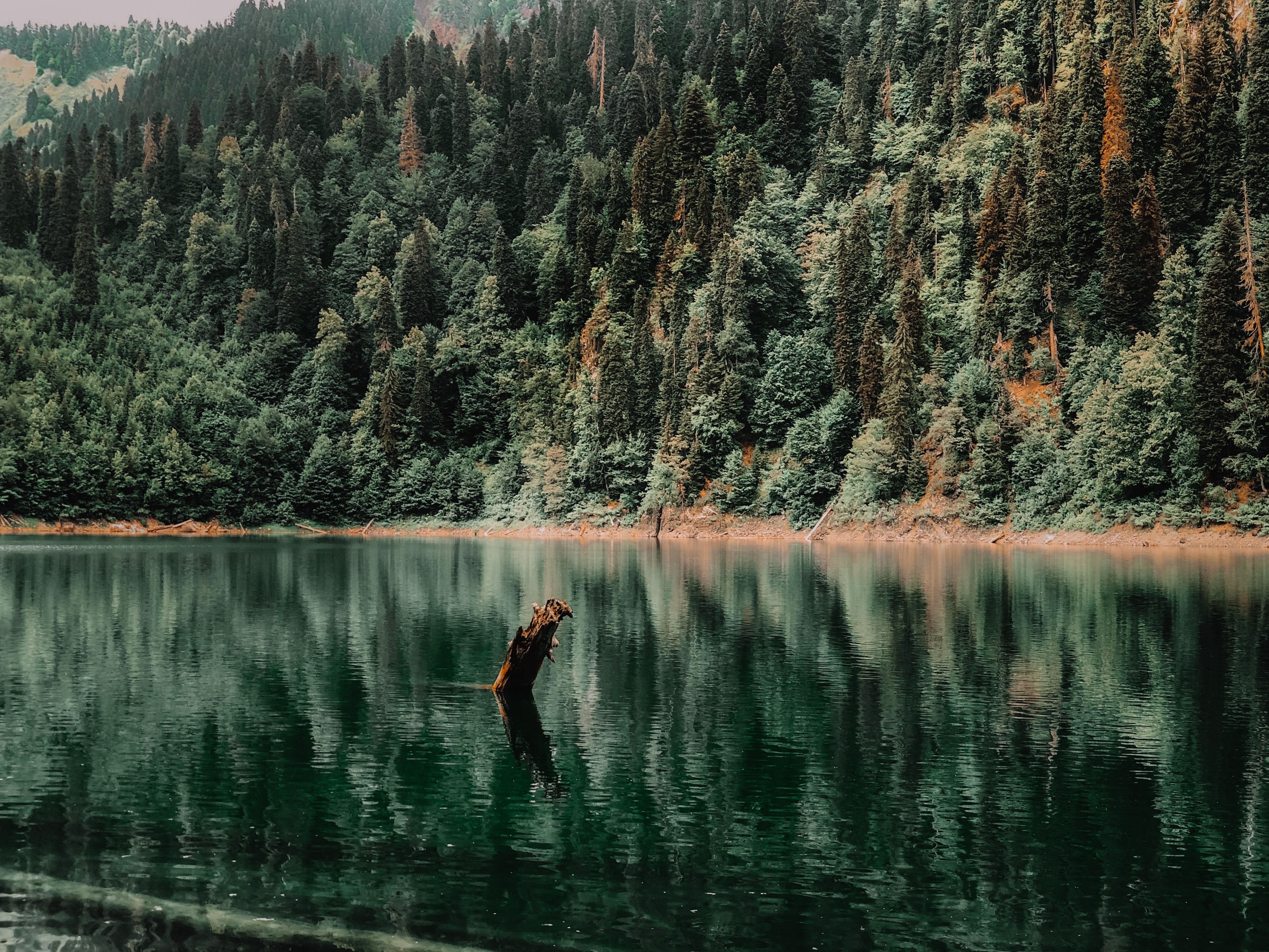 Green Trees Beside the River · Free Stock Photo