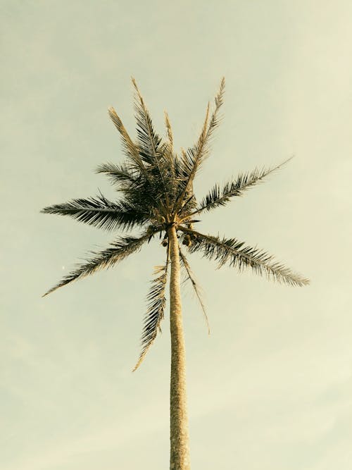 Free From below of tall thin palm tree under cloudy gray sky in tropical garden Stock Photo