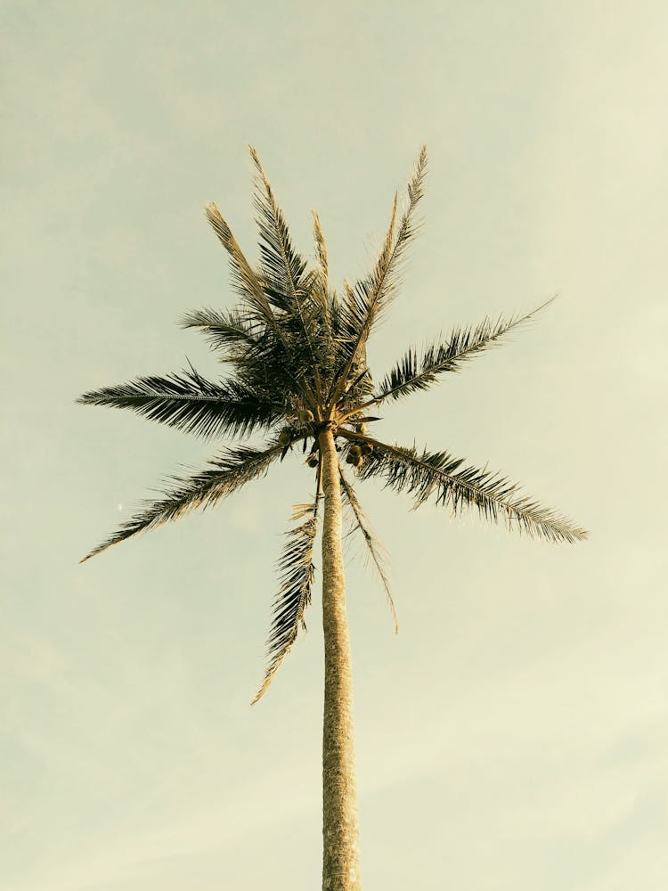 Tall Palm With Fresh Green Leaves