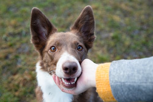 Selective Focus Photo of a Person's Hand Petting a Brown Border Collie