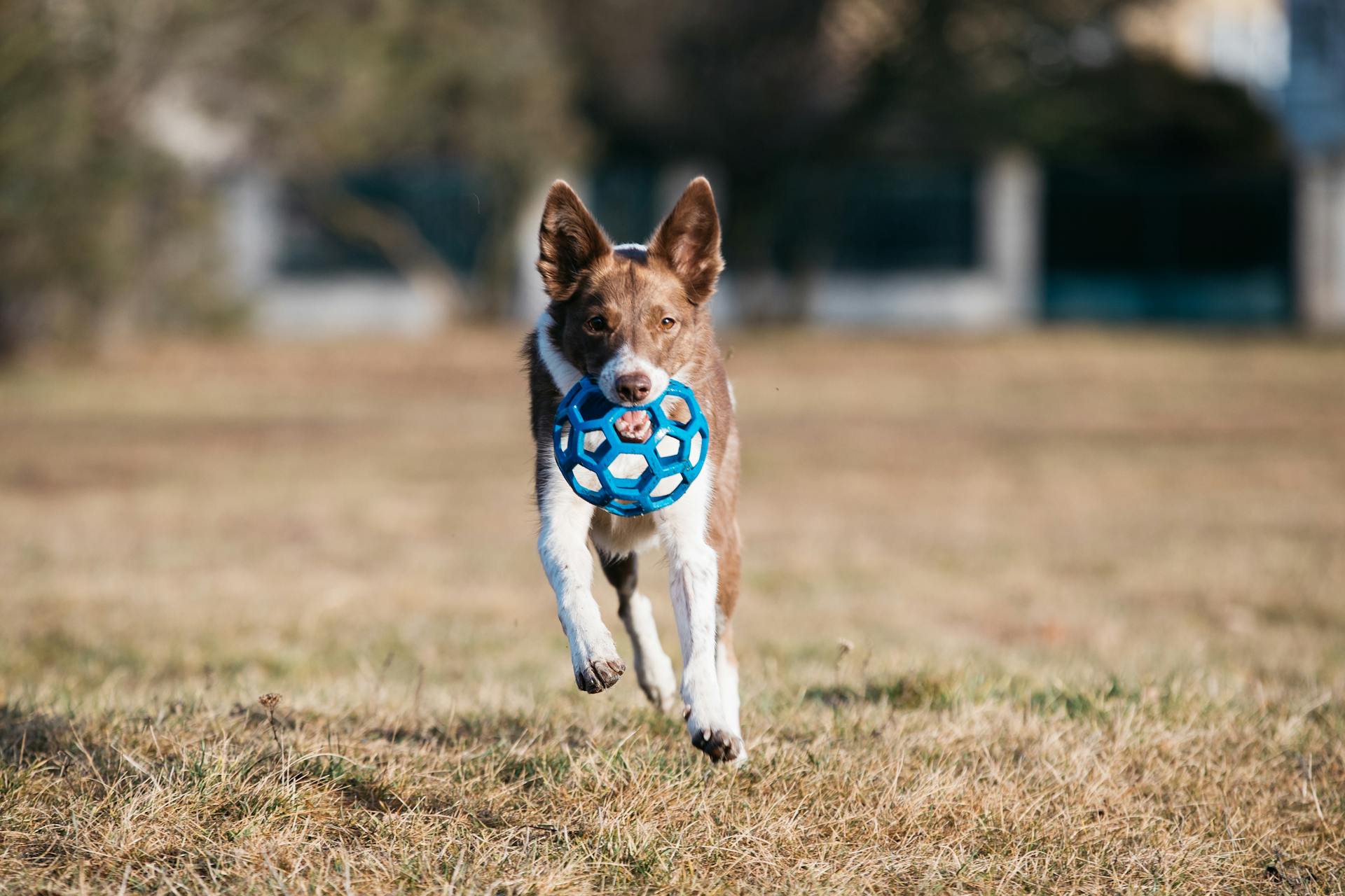 Un Border Collie blanc et brun qui court en mordant un jouet