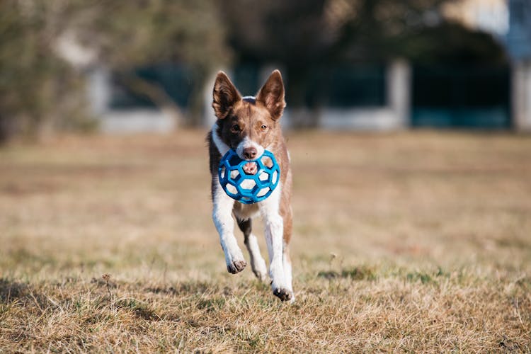 White And Brown Border Collie Dog Running While Biting A Toy