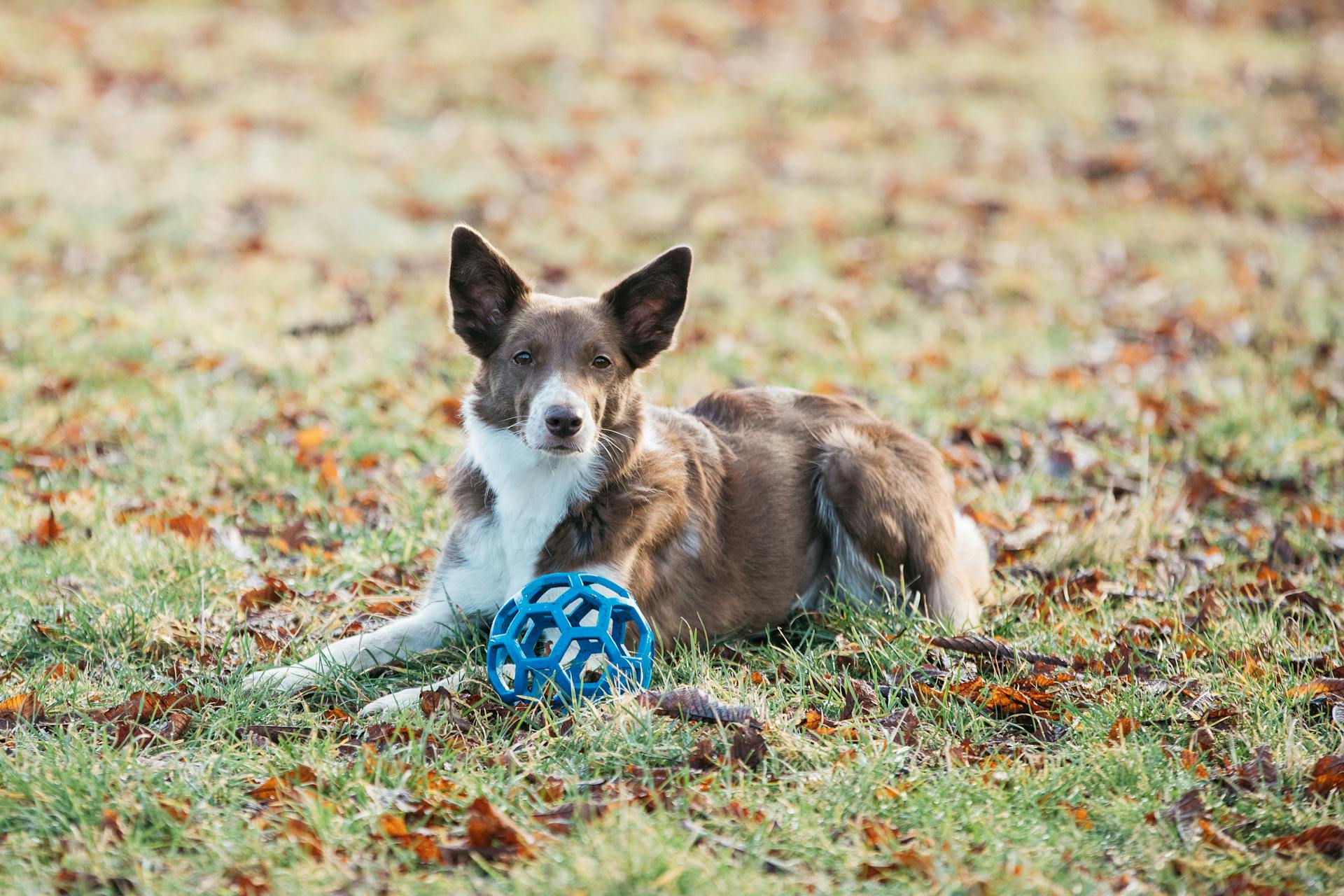 Brown Border Collie Dog Lying on the Grass