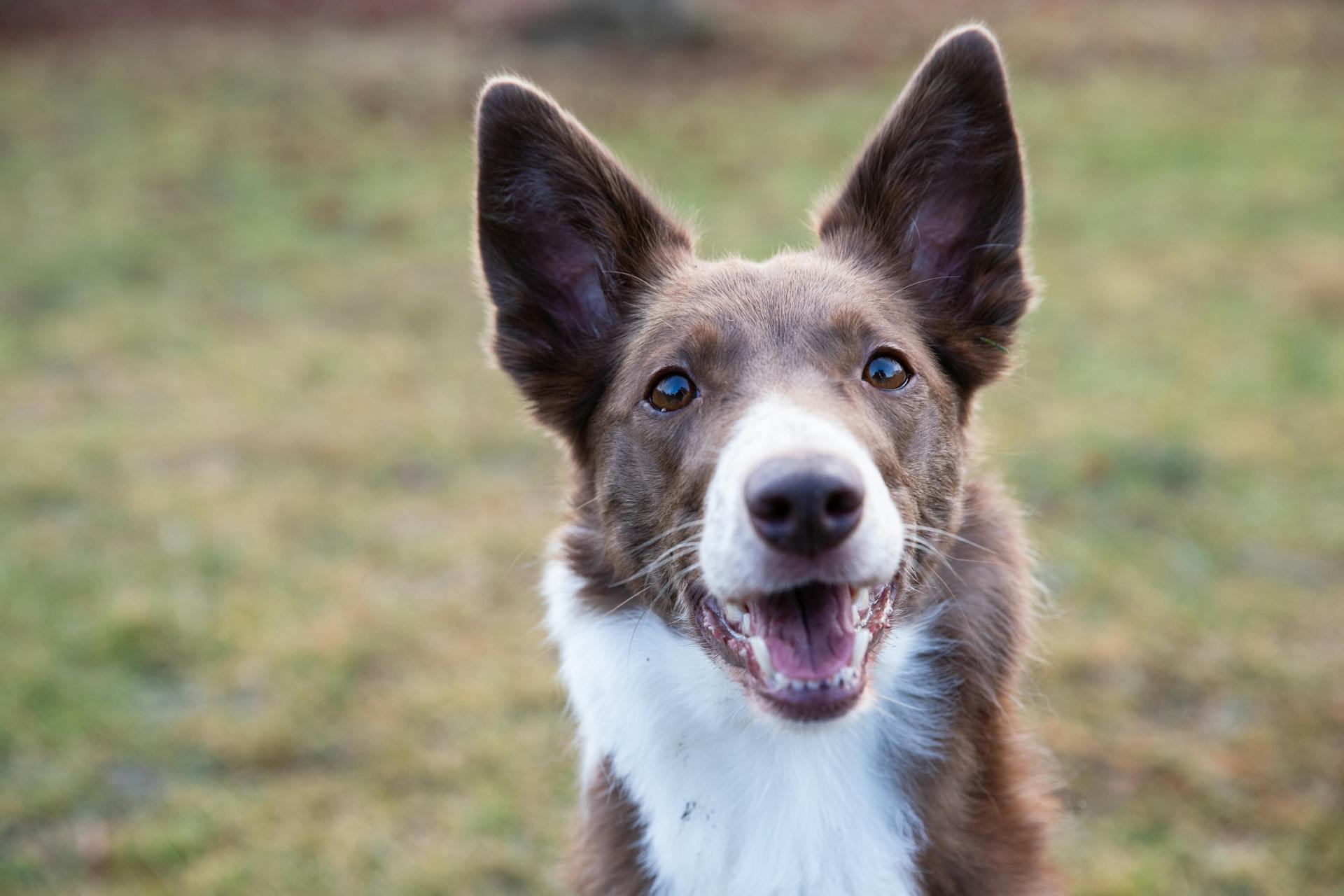 Selective Focus Photo of an Adorable Border Collie Dog