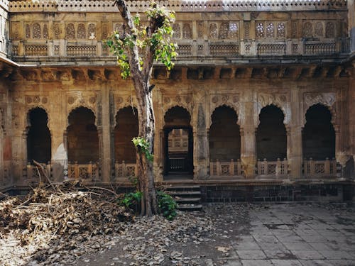 Free A Tree Growing Near the Abandoned Building  Stock Photo