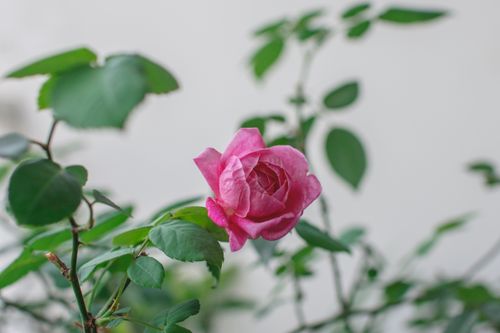 Free A vibrant pink rose in full bloom surrounded by lush green leaves. Perfect for florals and nature themes. Stock Photo