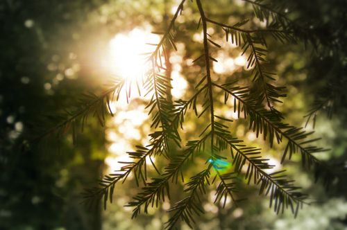 Free stock photo of autumn mood forest, black forest, christmas tree Stock Photo