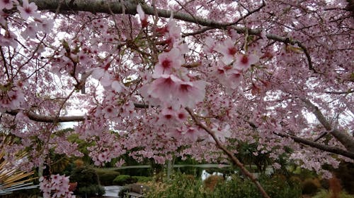 Immagine gratuita di fiore di ciliegio, fiore primaverile, fiori di ciliegio
