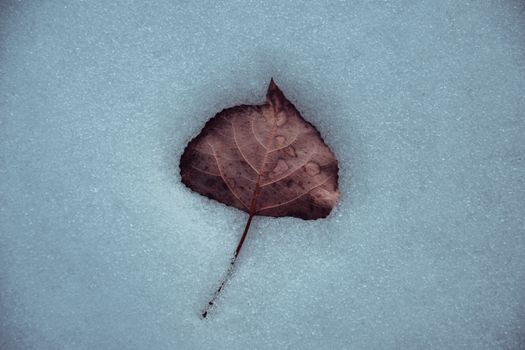 A lone dry leaf rests peacefully in a blanket of snow, symbolizing the quiet beauty of winter.