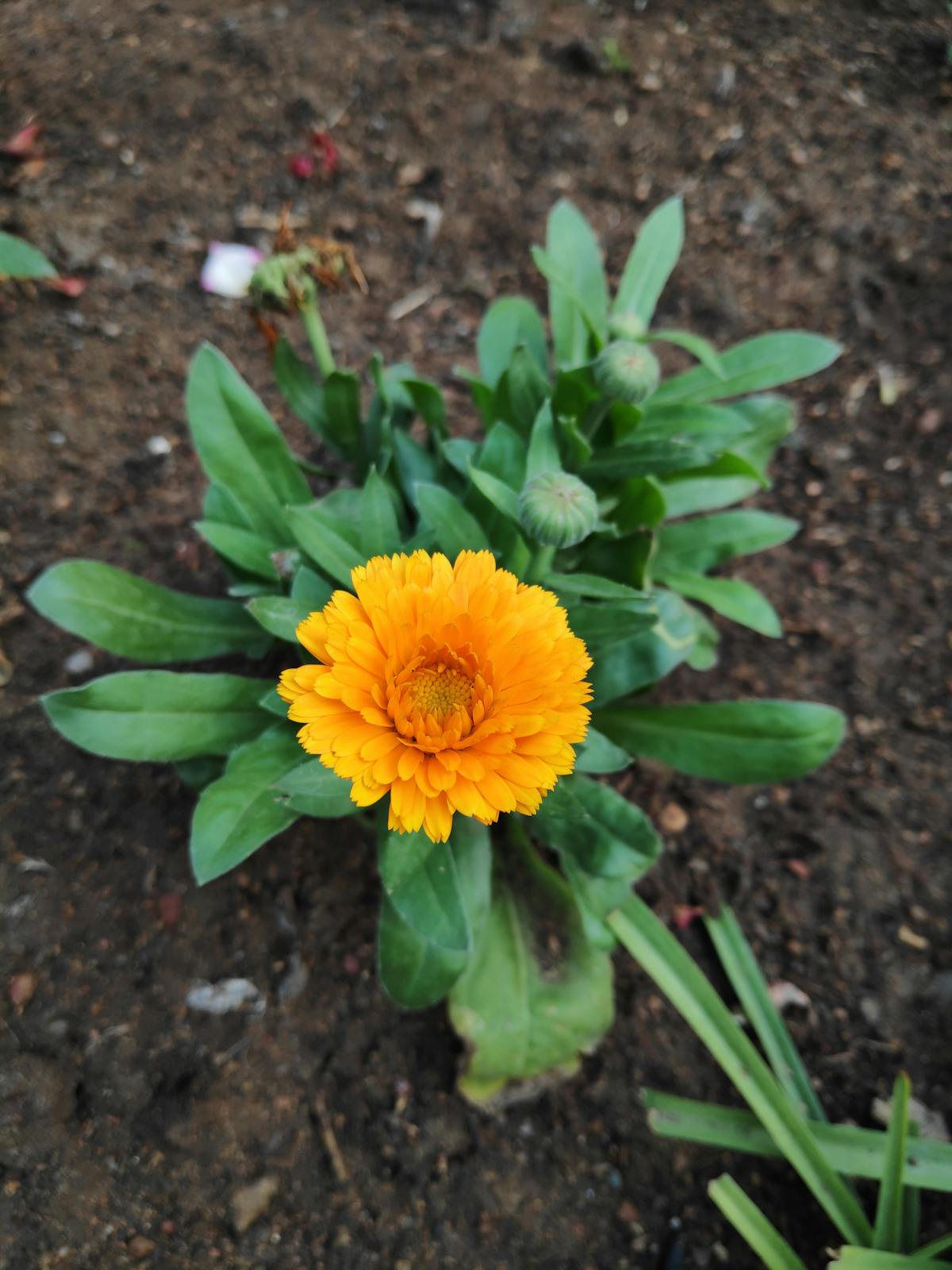 Trees wrapped in colorful lights reflected in a pond