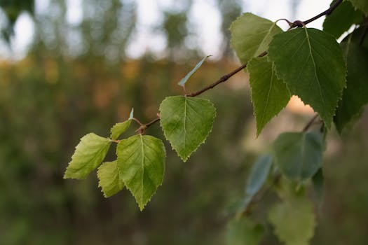 Detailed view of lush green birch leaves with blurred natural background.