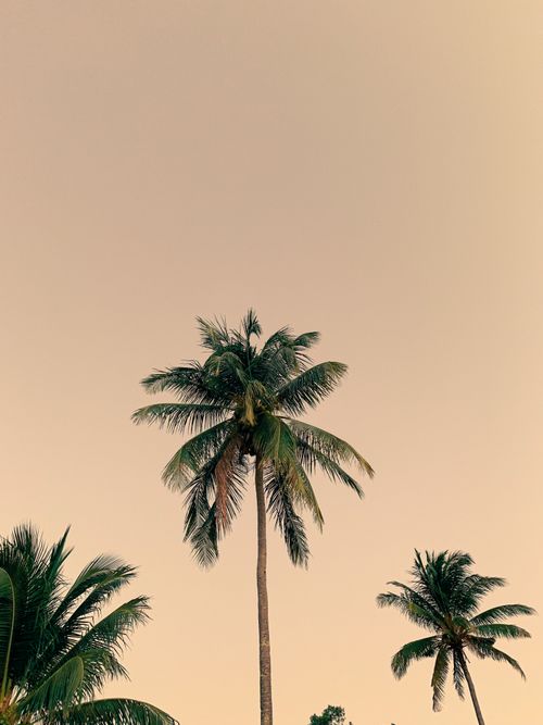 Free Serene view of palm trees silhouetted against a warm sunset sky, evoking tropical tranquility. Stock Photo