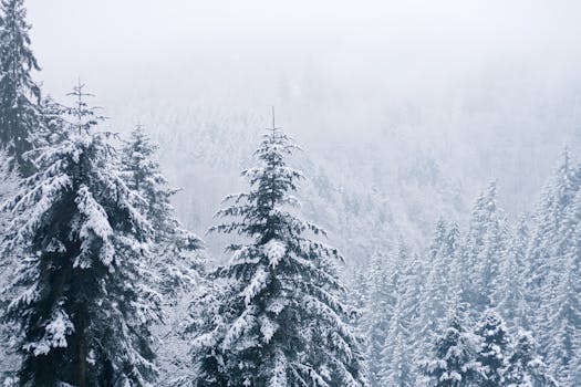 A serene winter landscape of snow-covered conifer trees in the Black Forest, Germany.