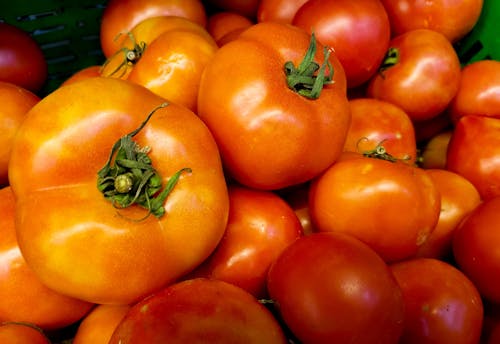 бесплатная Красные помидоры Стоковое фото