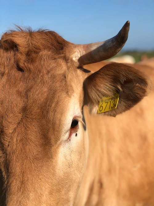 Δωρεάν στοκ φωτογραφιών με αγελάδα, βόδια, γκρο πλαν Φωτογραφία από στοκ φωτογραφιών