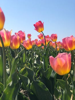 A colorful field of tulips in full bloom under a clear blue sky, showcasing nature's beauty.