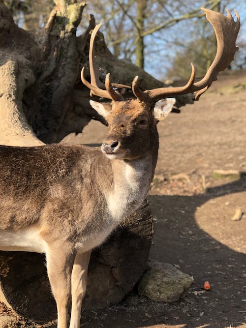 Close-Up Photo of a Deer with Big Antlers