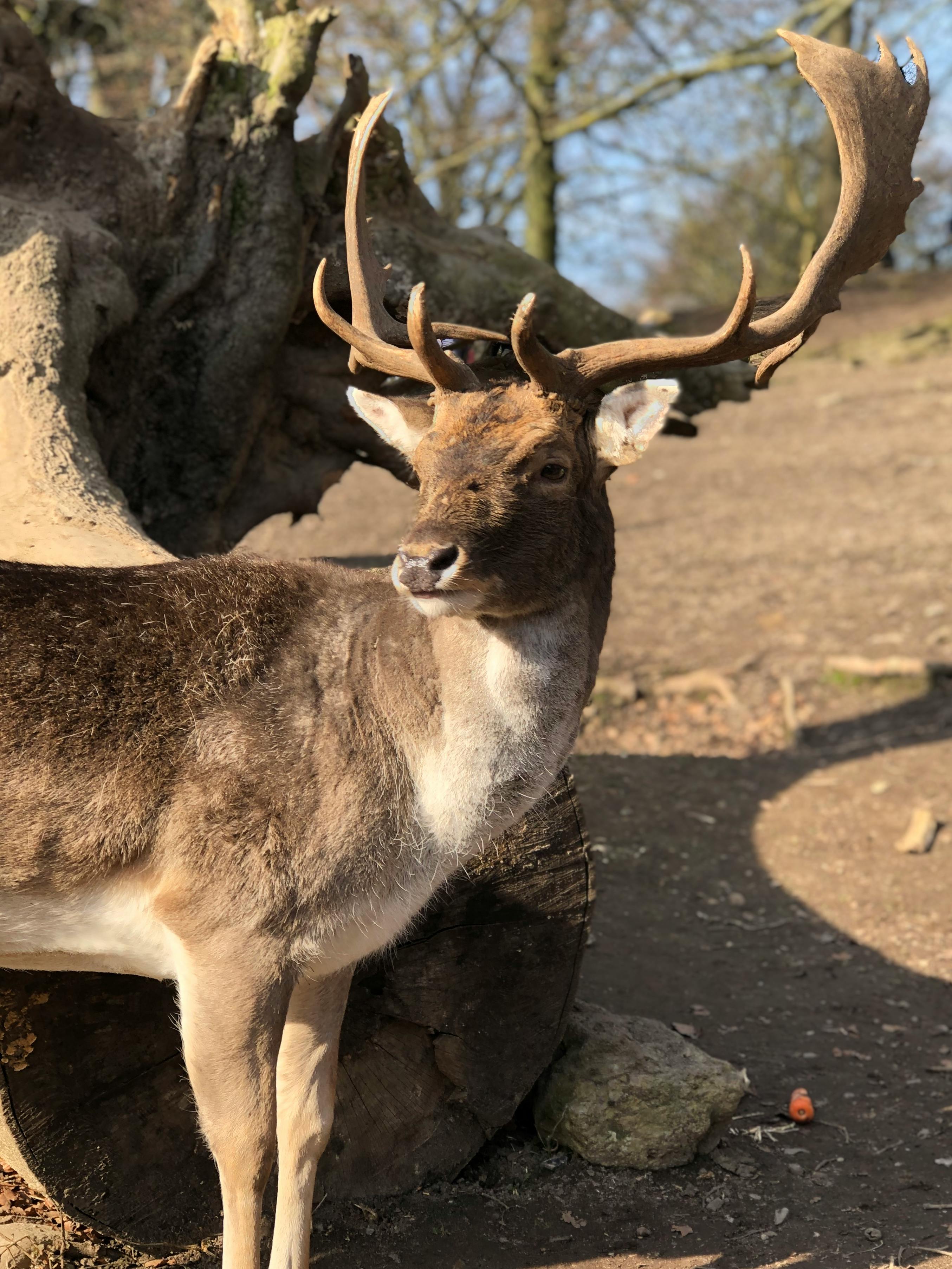 antler - Students, Britannica Kids