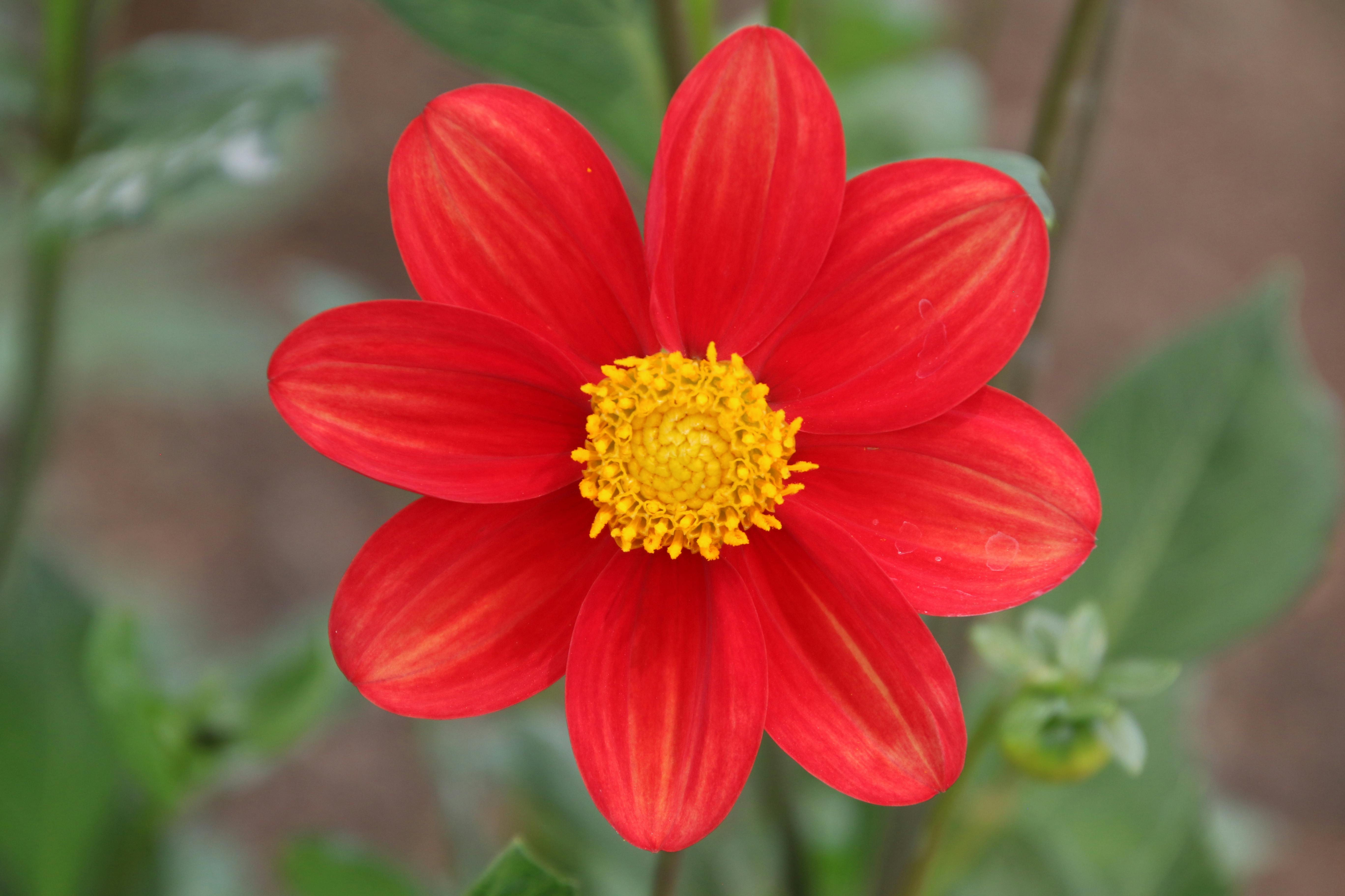 Foto Stok Gratis Tentang Alam Bunga Merah Cantik