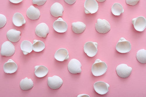 White Seashells on a Pink Surface