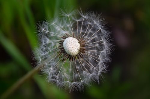 Free Detailed view of a dandelion seed head with seeds dispersed, highlighting the intricate structure. Stock Photo