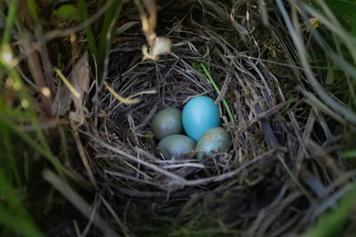 Free Eggs in a Nest  Stock Photo