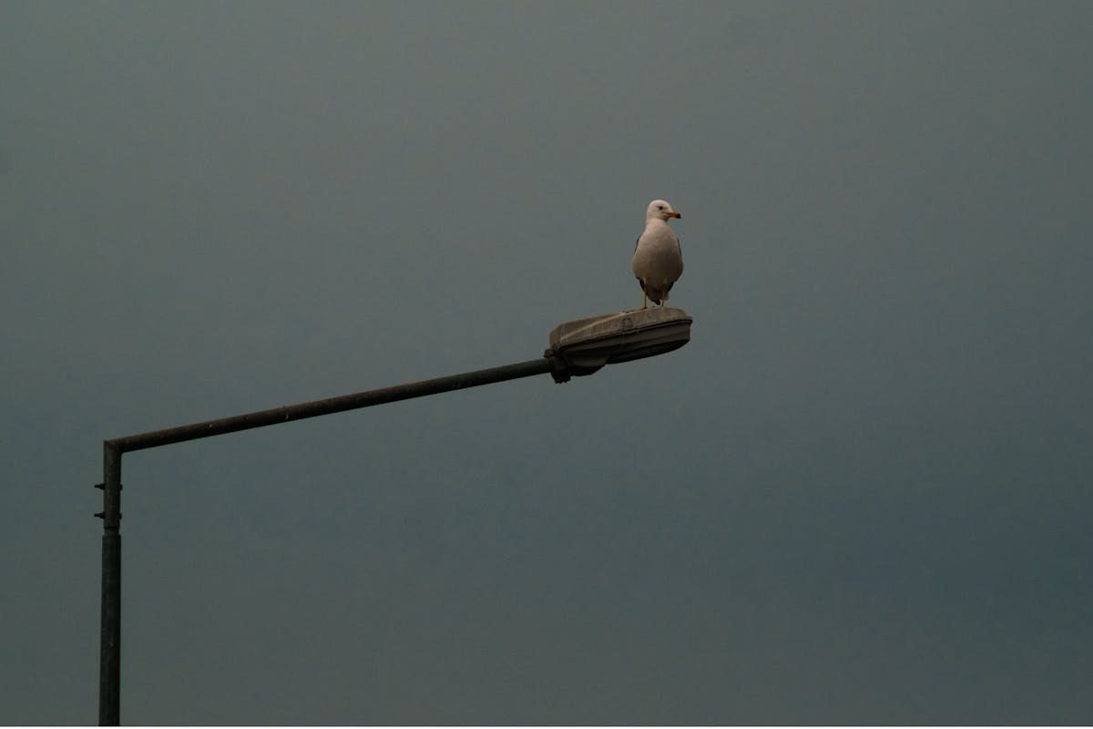 Young martial arts students practicing in a dojo