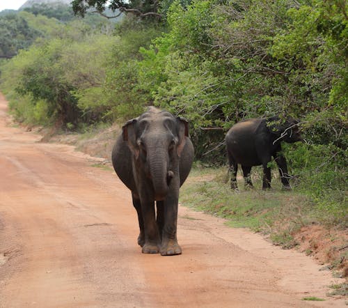 Gratuit Photos gratuites de animal, éléphants, faune Photos