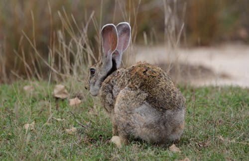 Free A Brown and Gray Rabbit on Green Grass Stock Photo