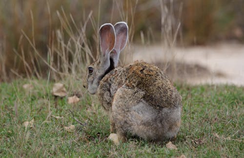 Photos gratuites de adorable, animal, duveteux