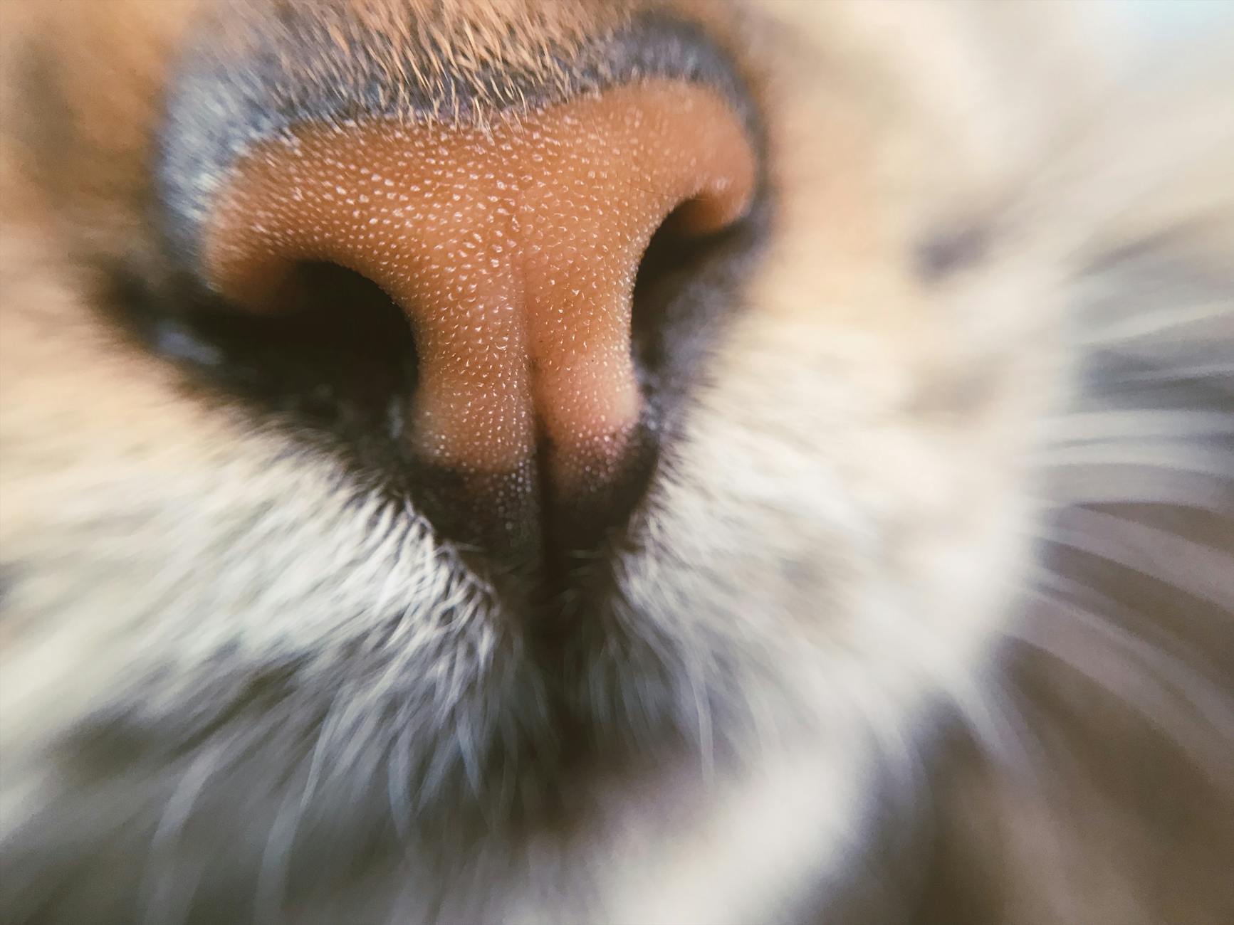 Animal Nose · Free Stock Photo